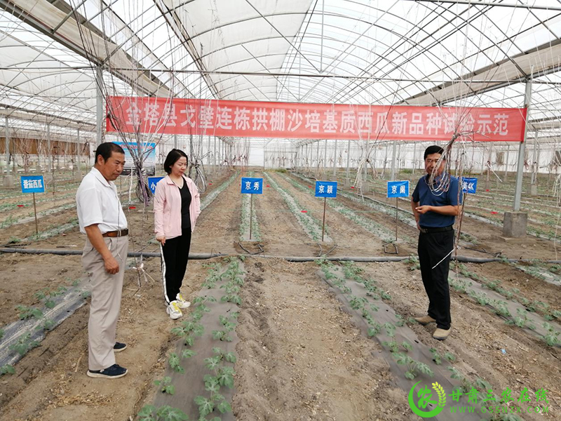 酒泉市农技中心科技兴农巾帼在行动