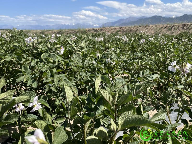 甘州区小杂粮专家服务团开展马铃薯种植技术指导服务