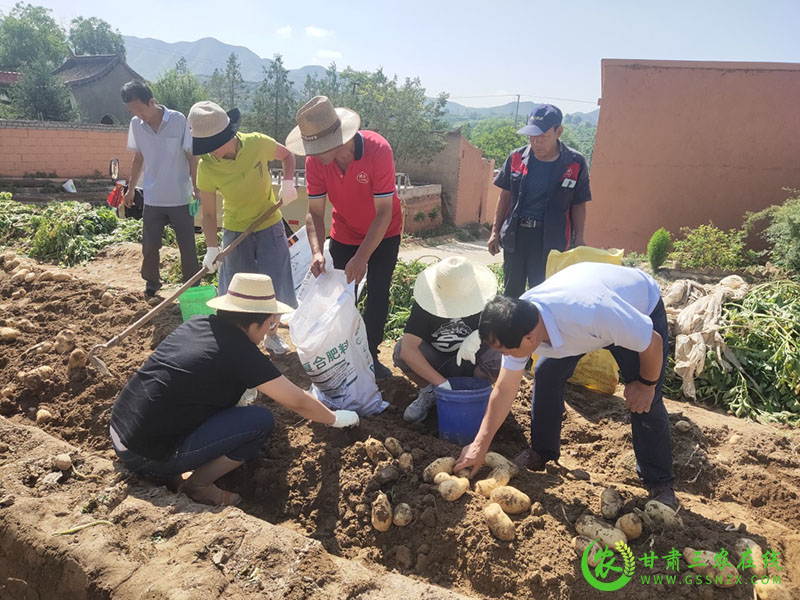 省农机推广总站专家组到临洮县高垄马铃薯示范基地试验测产