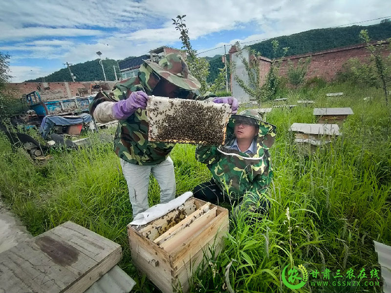 甘肃交通部门引导帮扶村筑牢产业发展根基