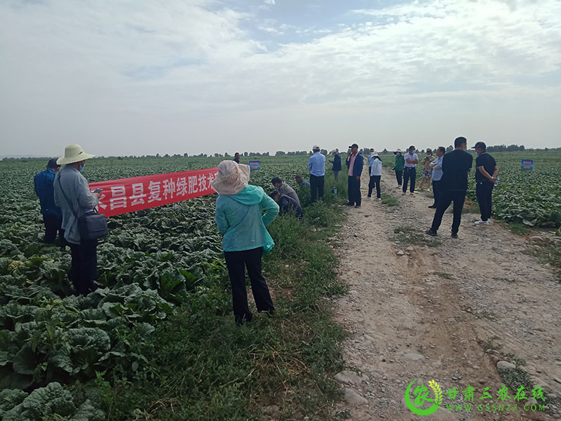 永昌县农技中心召开菜后复种绿肥技术现场观摩培训会
