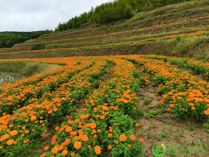 甘谷县：产业遍地花 药菊采摘忙