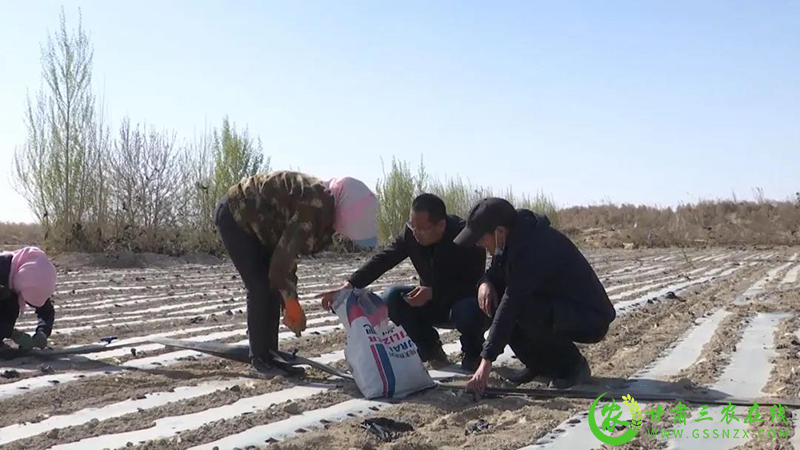 金塔县：废旧地膜创造绿色收益