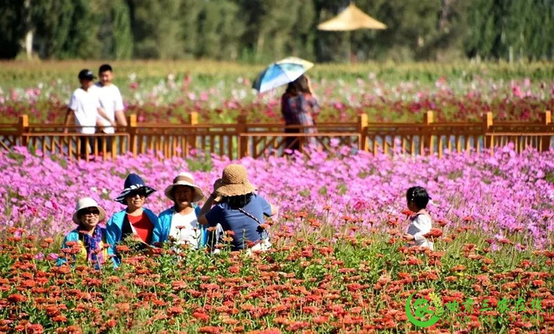 瓜州：树农旅融合新标杆 绘乡村振兴新画卷
