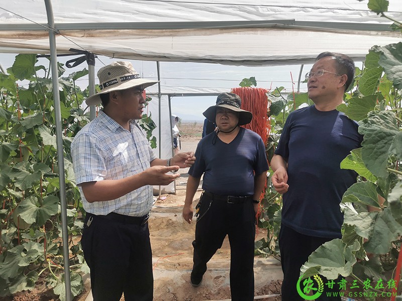 玉门市因地制宜建立4个千亩退化耕地治理项目集中连片示范区