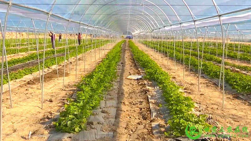 瓜州：蜜瓜错茬种植 稳产保供促增收