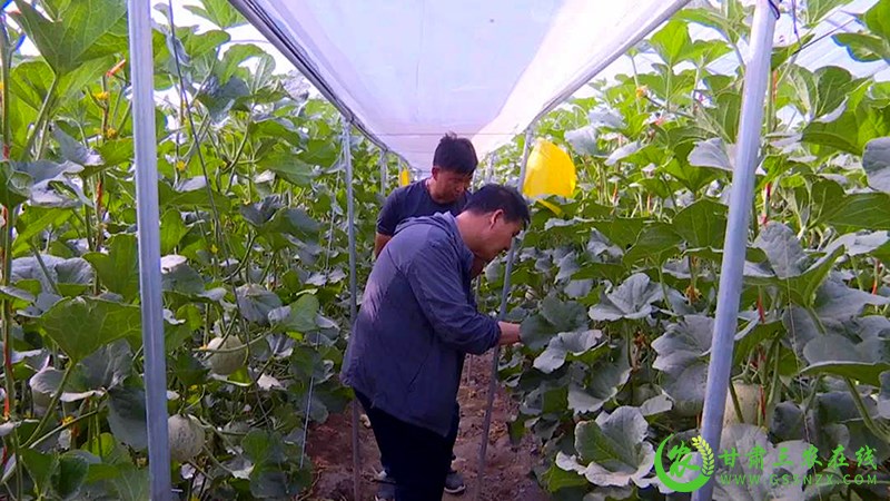瓜州：蜜瓜错茬种植 稳产保供促增收