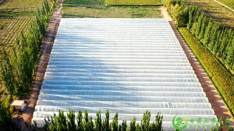 瓜州：蜜瓜错茬种植 稳产保供促增收