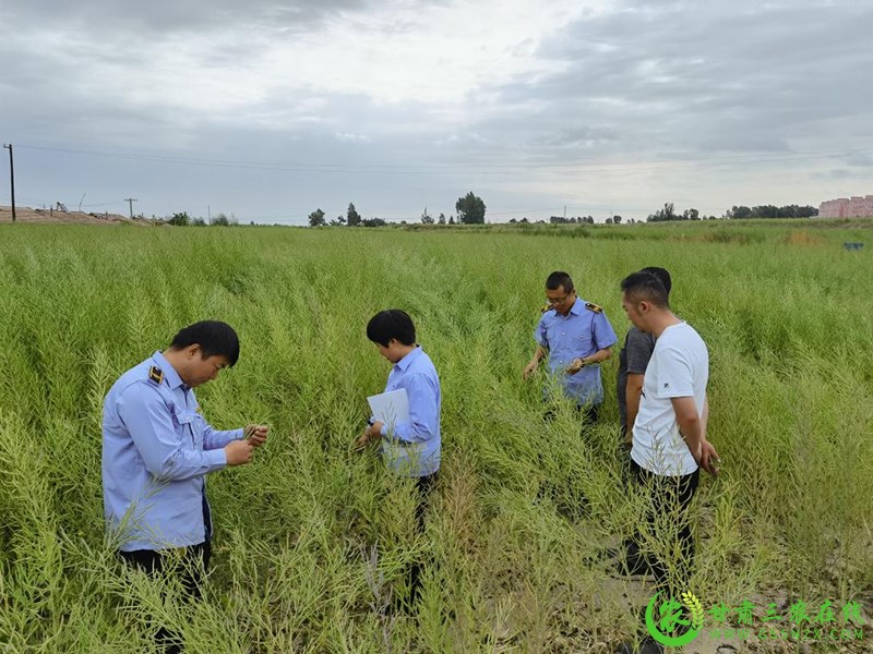 民乐县：全面加强植物检疫确保农业生产安全