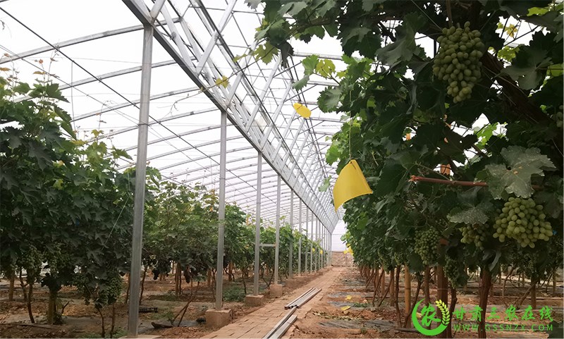 临泽：做强葡萄产业，做好乡村产业“大文章”