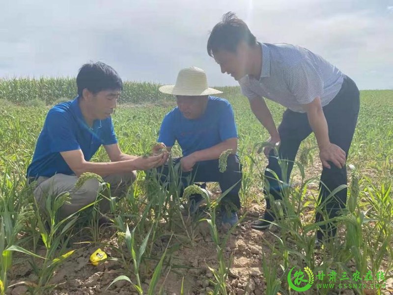 省农技总站抗旱救灾第三调研督导组赴白银市开展调研督导工作