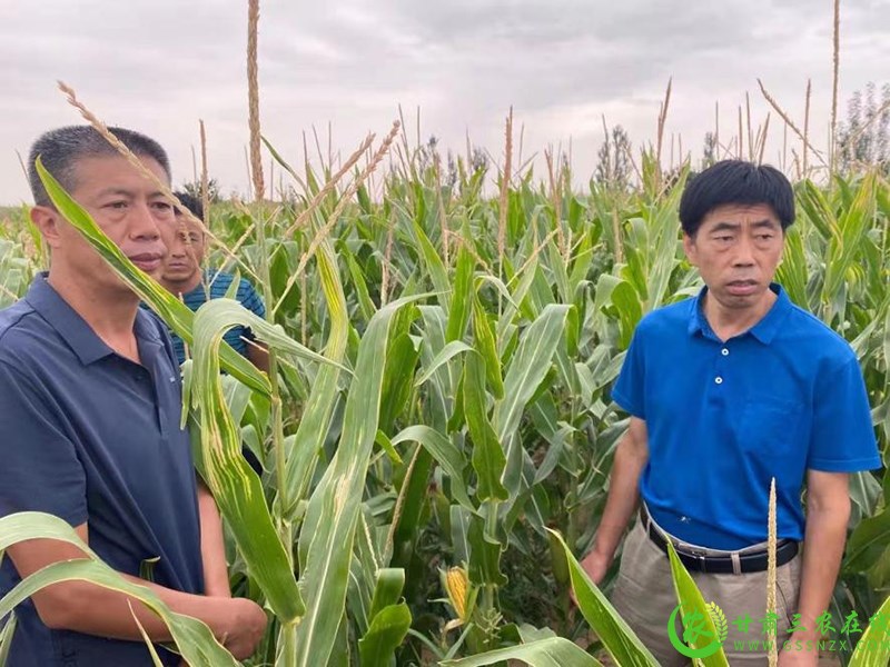 省农技总站抗旱救灾第三调研督导组赴白银市开展调研督导工作
