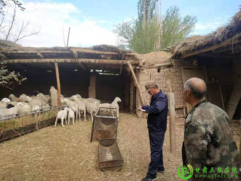 敦煌市多措并举推进第三次畜禽遗传资源普查工作