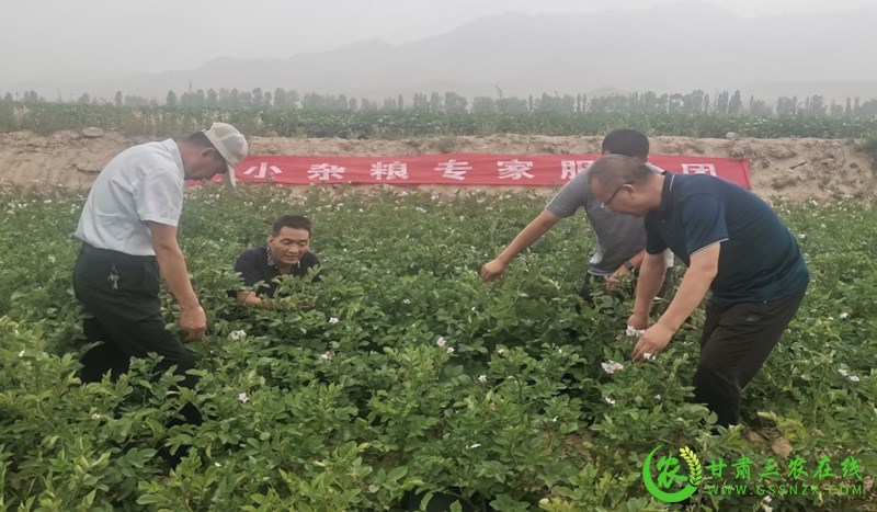 甘州区小杂粮产业专家服务团深入田间开展技术指导服务