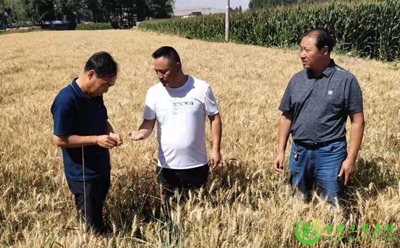 酒泉市农技中心技术服务组深入一线开展抗旱减灾技术指导工作
