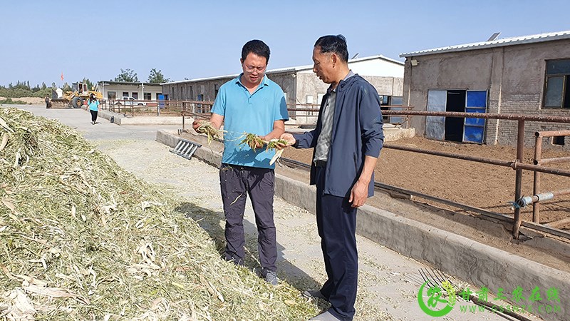 敦煌市开展“粮改饲”青贮技术指导 扎实推进“我为群众办实事”活动