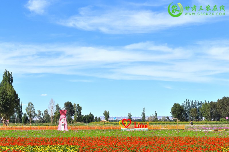 瓜州县“福禄花田”绽放乡村振兴五彩画卷