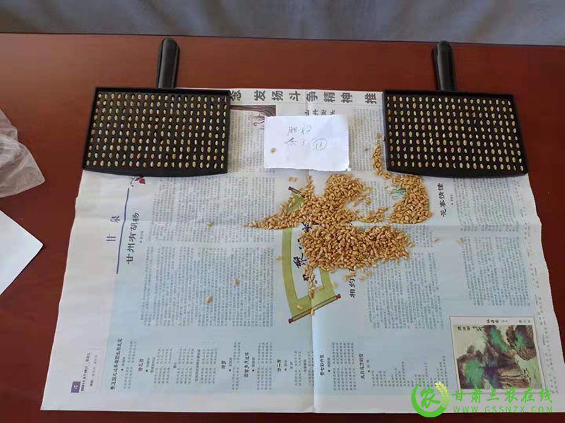 山丹农技中心:认真规范做好小麦室内考种工作