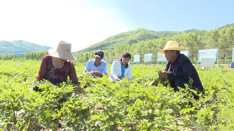 岷县：田间地头送技术 群众收获致富经