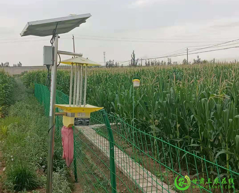 酒泉市农技中心加强抗旱减灾技术指导全力保障秋粮丰收