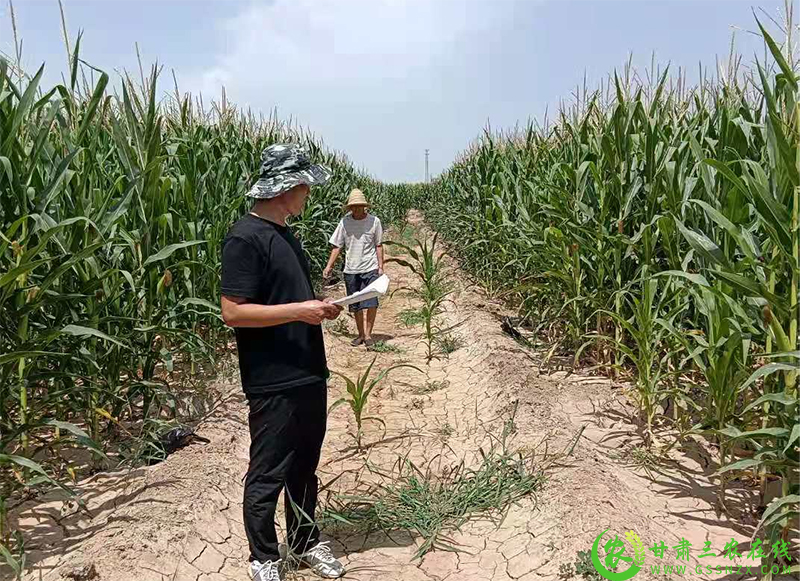 酒泉市农技中心加强抗旱减灾技术指导全力保障秋粮丰收
