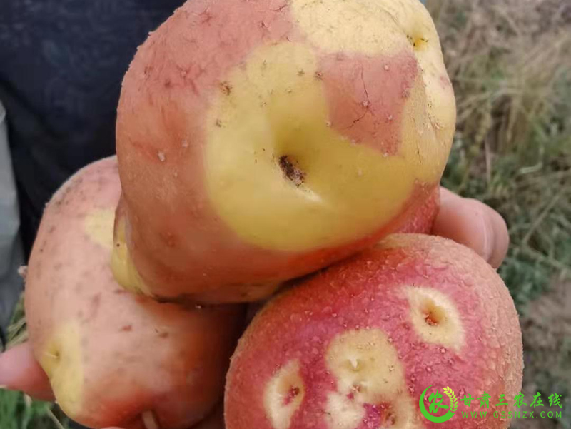 山丹县：高颜值马铃薯食全食美