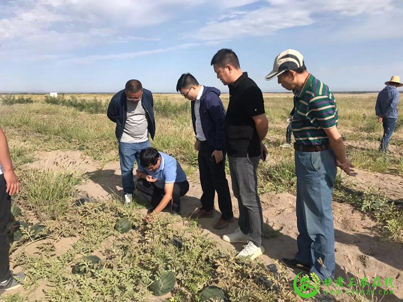 酒泉市农技​中心持续开展招商引资对接活动 助推农业产业优化升级