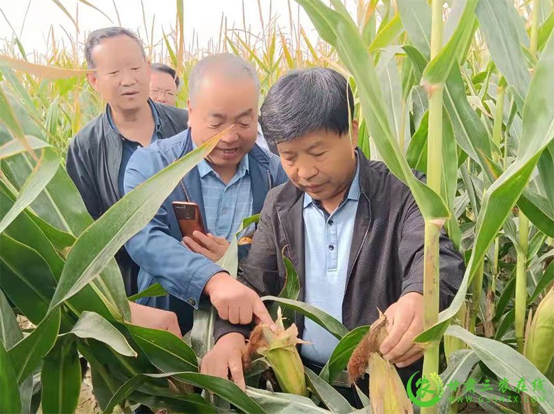 省农业技术推广总站调研督导酒泉市抗旱救灾暨农技推广重点项目实施情况