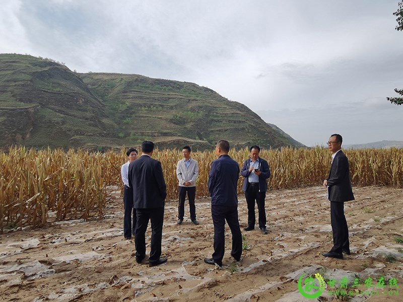省农业金融保险工作总站调研环县旱灾农业保险理赔情况