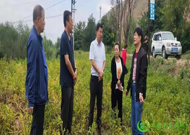 省植保植检站调研组一行在陇西检查指导植保体系建设和当前重点工作开展情况