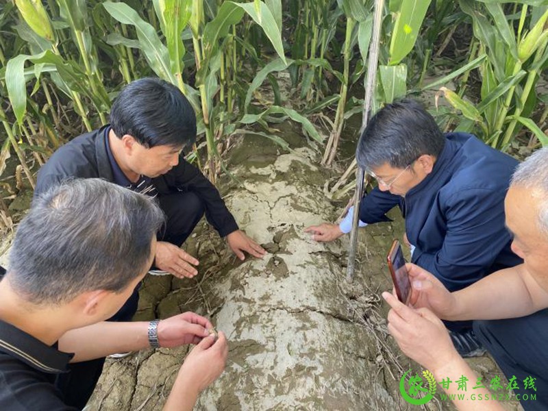 省农技推广总站抗旱救灾暨农技推广重点项目第一调研督导组赴永昌肃州凉州古浪4县区开展调研督导
