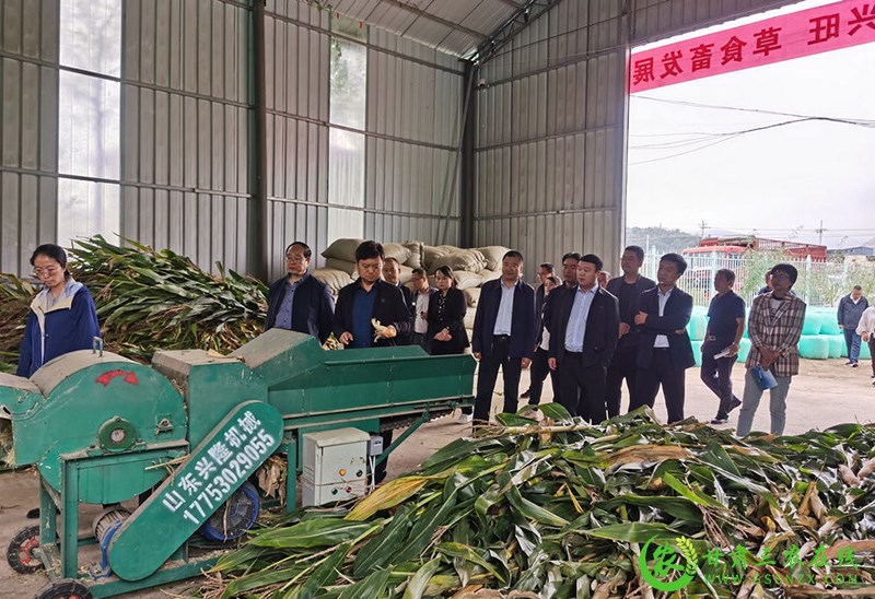 武山县召开粮改饲工作现场推进会