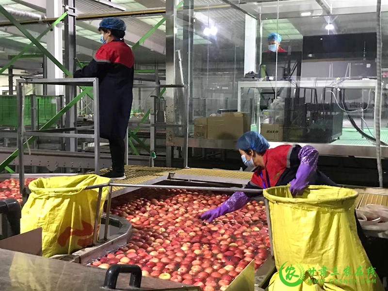 宁县全力打造西部苹果国际商贸港形成产业发展新格局