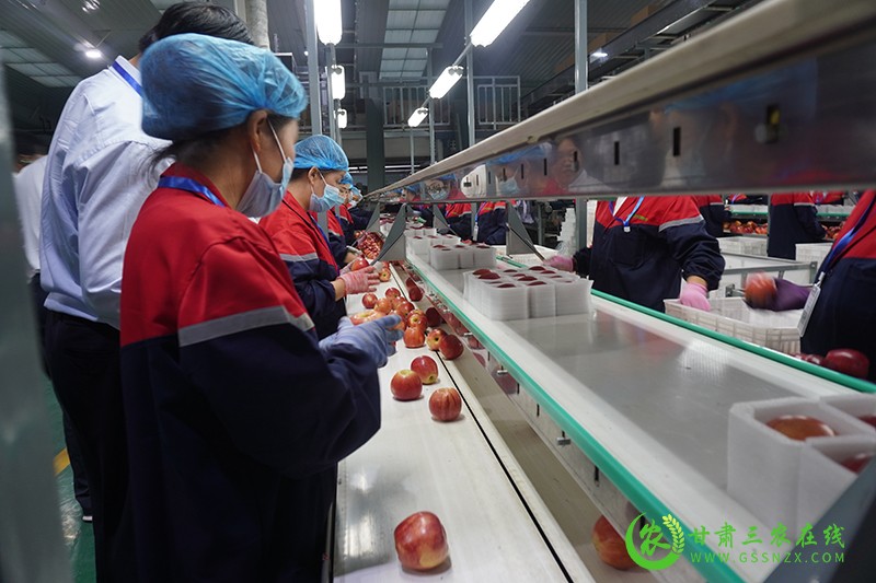 全省现代农业三年倍增行动现场推进会观摩团走进宁县观摩苹果产业