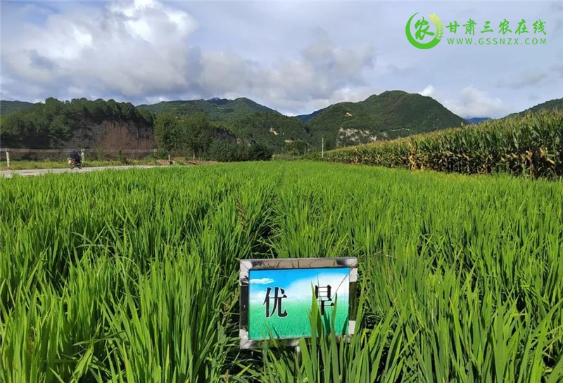 徽县加大旱作节水技术推广力度提高水肥利用率
