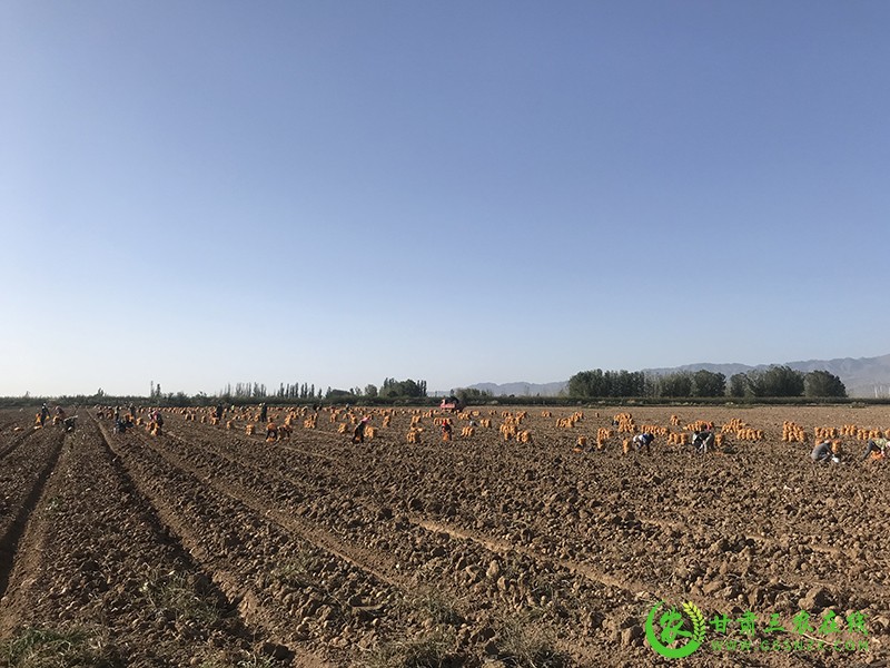 甘肃三农在线聚焦景泰县采访2021年退化耕地治理项目进展情况