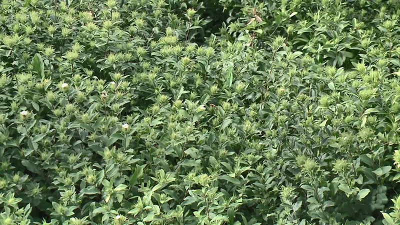 陇西：建设中药材种质资源库 守护中医药“根脉”