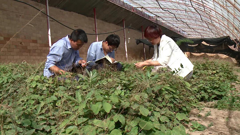 陇西：建设中药材种质资源库 守护中医药“根脉”