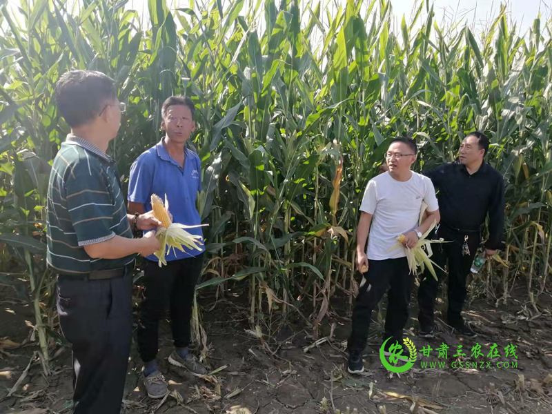 省畜牧技术推广站原种肉羊场邀请专家指导粮改饲全株玉米青贮工作​