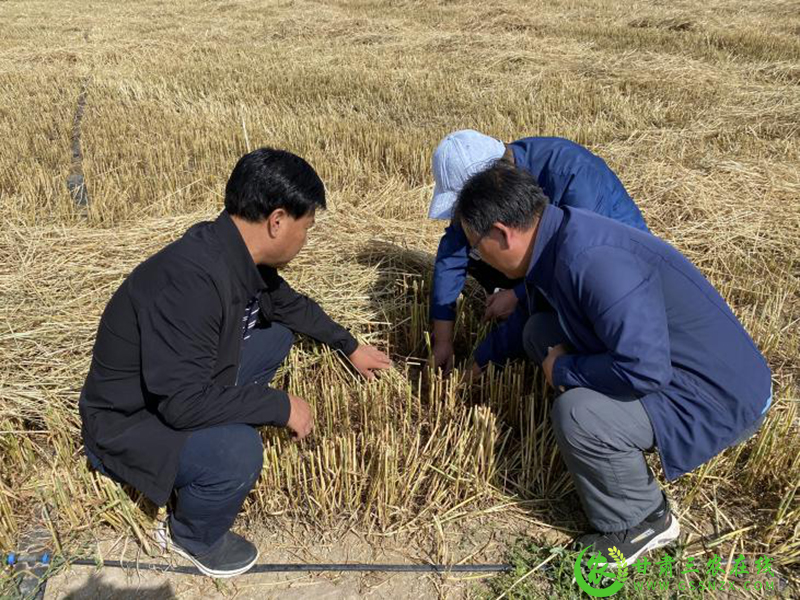 省农技推广总站抗旱救灾暨农技推广重点项目第一调研督导组赴永昌肃州凉州古浪4县区开展调研督导