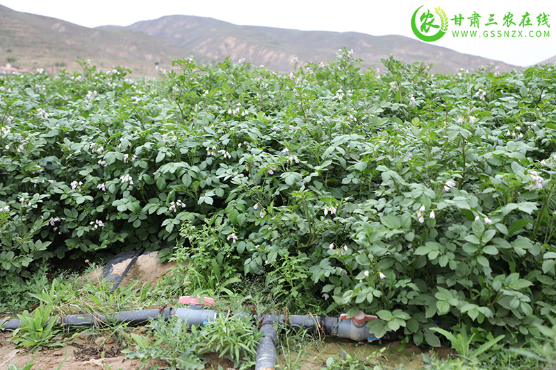 安定区加强旱作节水农业技术应用提高水肥资源利用效益