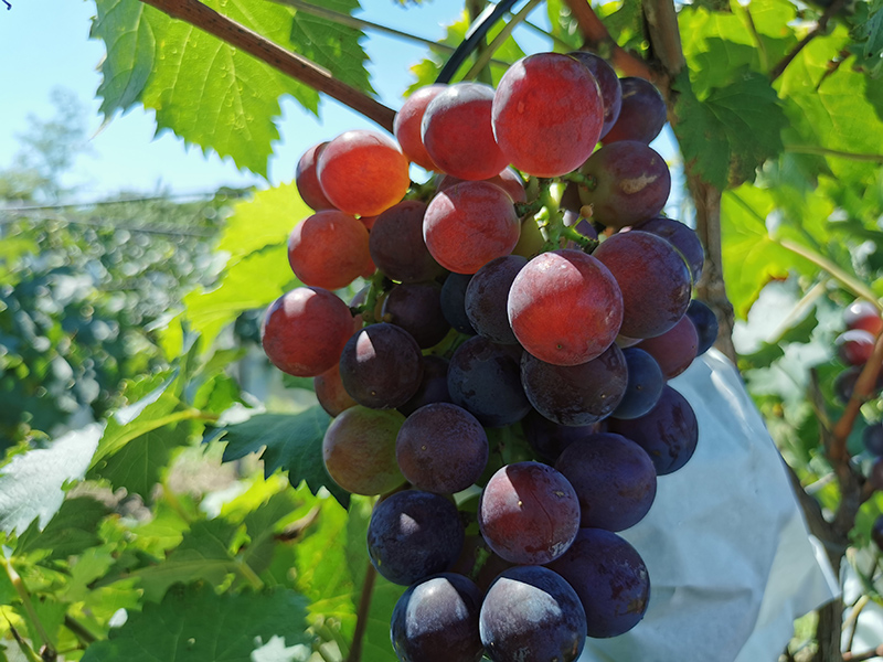 镇原县首家有机葡萄试验田结出了丰硕的果实