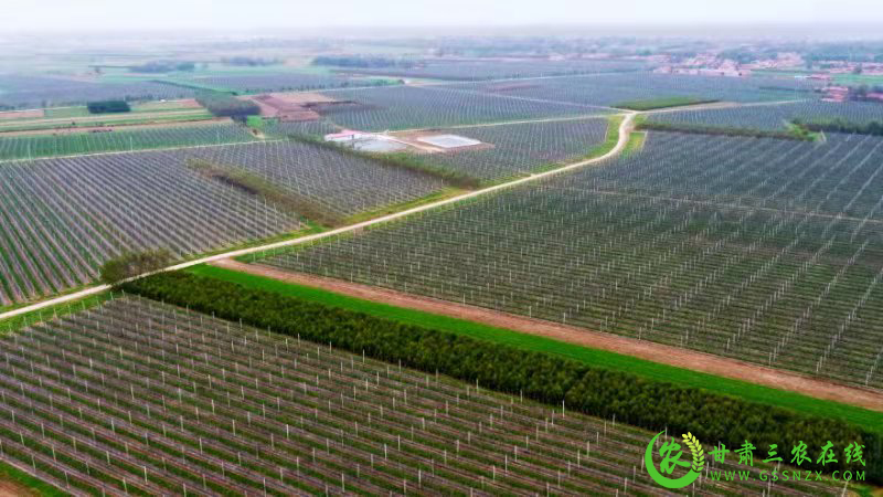 宁县成功创建甘肃首家全国苹果国家现代农业产业园