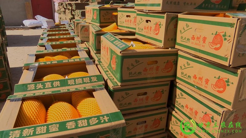 瓜州：秋茬“金香玉”蜜瓜热销上市