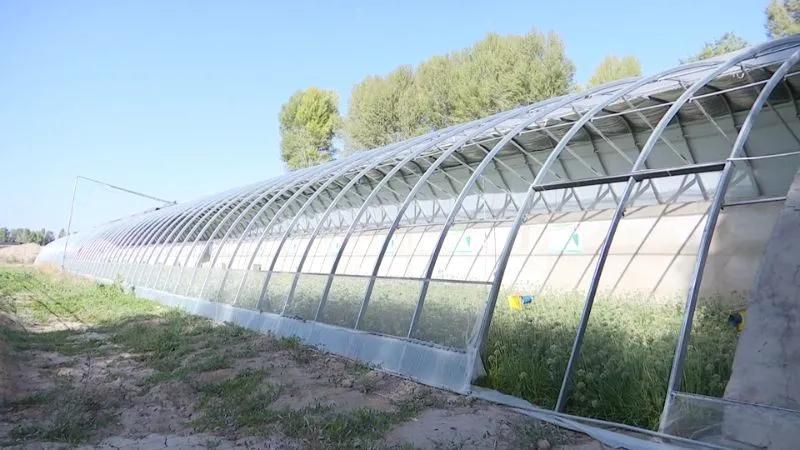 全省设施蔬菜产业集群项目观摩团走进玉门