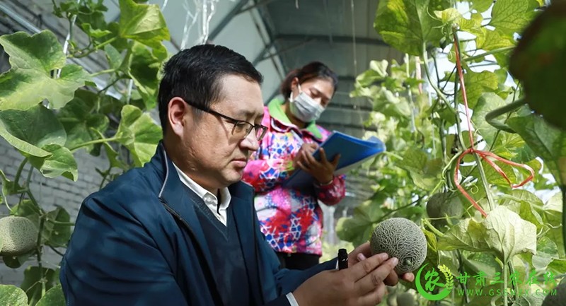瓜州：蜜瓜有了“身份证”