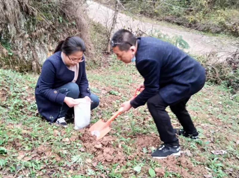 武都区农技中心防疫农业两手抓两不误开展耕地质量土样采集工作