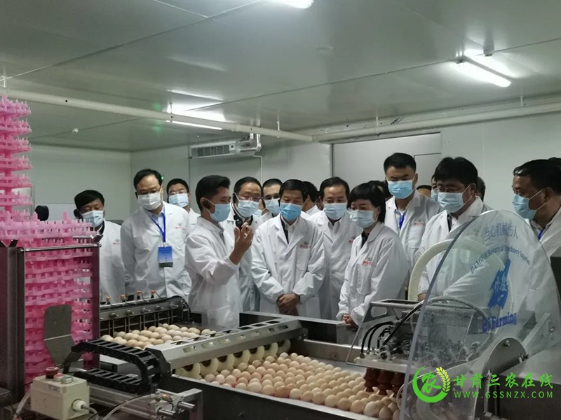 镇原县倾力打造百亿级肉鸡产业链条 助推农业转型升级