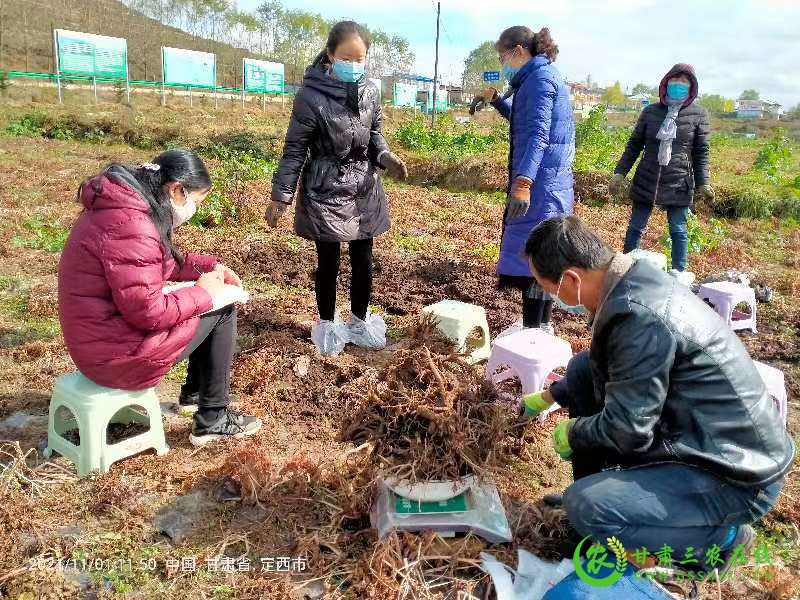 岷县农技中心疫情防控秋收测产双向发力