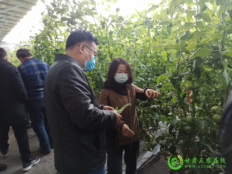 酒泉市农技中心深入一线指导服务保障蔬菜稳定供应
